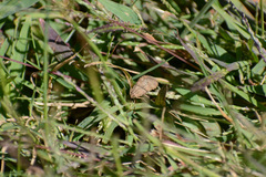 Nomophila nearctica