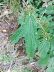 Urtica dioica