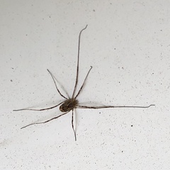 Leiobunum ventricosum