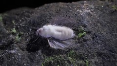 Entomophthoraceae