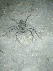 Eusparassus