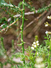 Carrichtera annua