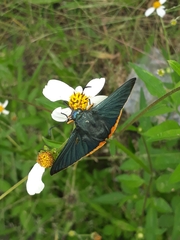 Chalypyge chalybea chalybea