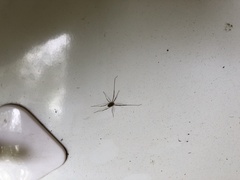 Leiobunum ventricosum