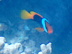 Amphiprion melanopus