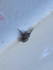 Metaphidippus manni