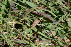 Nomophila nearctica