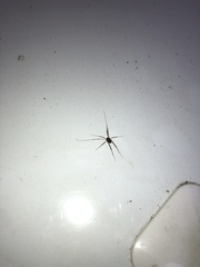 Leiobunum ventricosum