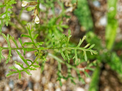 Carrichtera annua