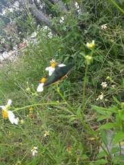 Chalypyge chalybea chalybea