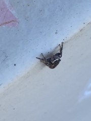 Metaphidippus manni