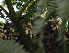 Spinus psaltria