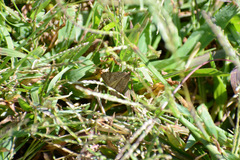 Nomophila nearctica