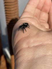 Metaphidippus manni