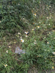 Chalypyge chalybea chalybea