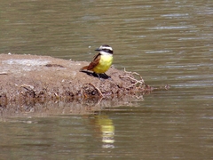 Pitangus sulphuratus