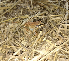 Leptodactylus mystacinus
