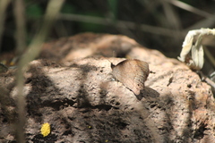 Pindis squamistriga