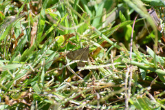 Nomophila nearctica