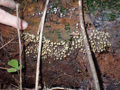 Oligonema verrucosum