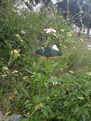 Chalypyge chalybea chalybea