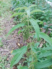 Urtica dioica