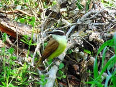 Pitangus sulphuratus