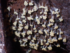 Oligonema verrucosum