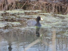 Fulica leucoptera