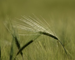 Hordeum