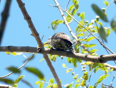 Dryobates mixtus