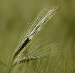 Hordeum