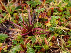 Lysipomia multiflora