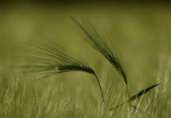 Hordeum
