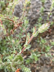 Camissoniopsis cheiranthifolia