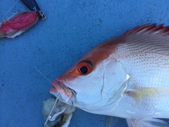 Lutjanus malabaricus