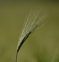 Hordeum