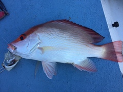 Lutjanus malabaricus