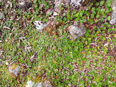 Alchemilla orbiculata