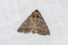 Condica