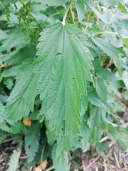 Urtica dioica