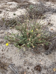 Camissoniopsis cheiranthifolia