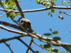 Dryobates mixtus