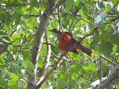 Turdus rufiventris