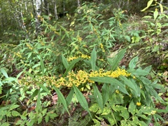 Solidago curtisii