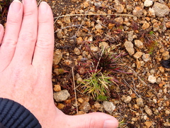 Lysipomia multiflora