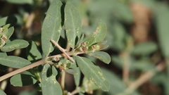 Euphorbia abramsiana