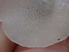 Pseudohydnum orbiculare