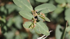 Euphorbia abramsiana