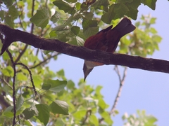 Turdus rufiventris